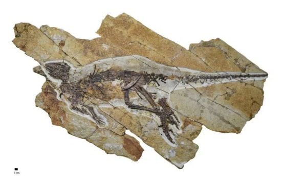 Снимка на целия скелет на Pulaosaurus qinglongi, изглед отляво. Кредит: Hailong Zhang/PeerJ, 2025 г.