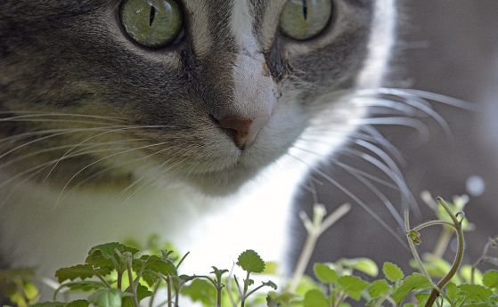Котка и котешка трева.