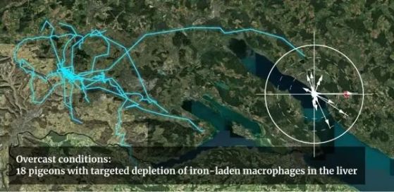 Пощенските гълъби без макрофаги са се прибирали успешно вкъщи в слънчеви дни (оранжево), но не и в облачни дни (синьо). Кредит: Lisowski et al. (2026) Science