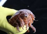 Дълбоководен свръхгигантски изопод