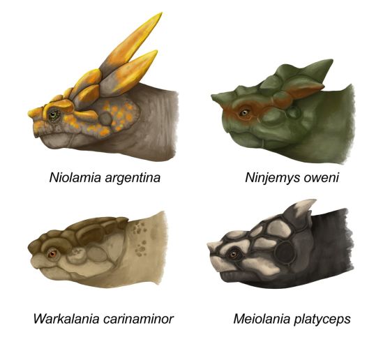 4 глави на рогати костенурки Meiolaniidae