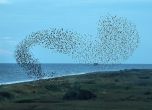 групи от скорци, известни като мурмурации 