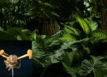 Във вложката е гъбичката Ophiocordyceps camponoti-nidulantis на фона на тропическа гора.
