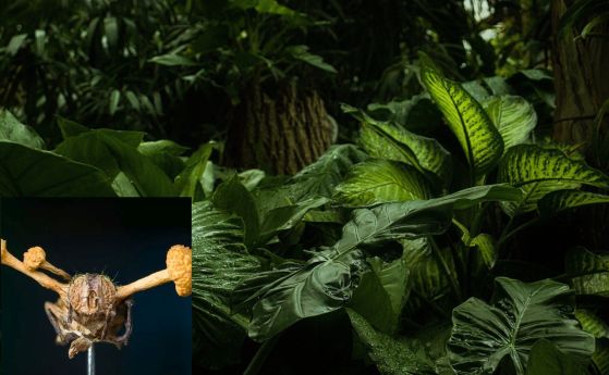 Във вложката е гъбичката Ophiocordyceps camponoti-nidulantis на фона на тропическа гора.