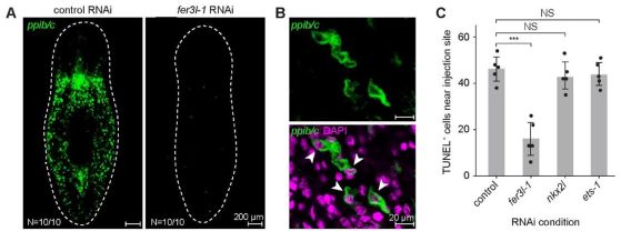 Руптобласт-медиирана цитотоксичност in vivo.