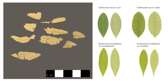 Листата от кока, открити с Doncella (вляво), и морфологията на листата на Erythroxylum sp.