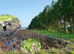 Изображението показва изследваната зона на горския пояс. За по-голяма яснота са добавени птици.