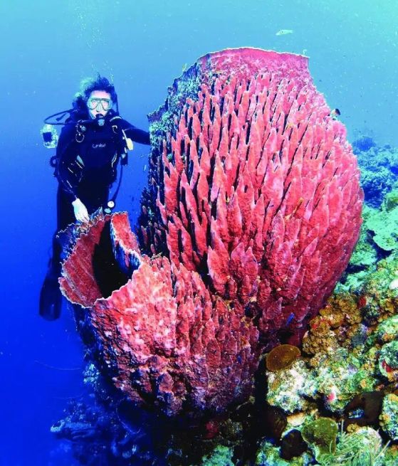 Водолаз плува до гигантска бъчвообразна морска гъба