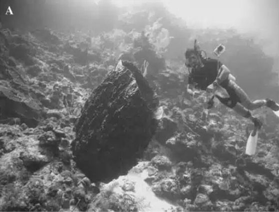 Гигантската бъчвообразна морска гъба, документирана на Бахамите.