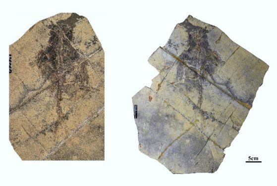 Холотипен екземпляр на <em>Changzhousaurus sinensis</em>, плоча и контраплоча. Кредит: Xing Xu, doi: 10.19615/j.cnki.2096-9899.260616