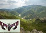 Пеперудата Janthinea forsterorum (фотограф Maurits De Vrieze) на фона на Кресненския пролом.