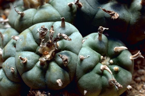 Кактусът пейот (Lophophora williamsii) произвежда мескалин, проявяващ горчив вкус и биоактивност, съответстващи на защитна химическа стратегия, възпираща тревопасни животни и хищници.