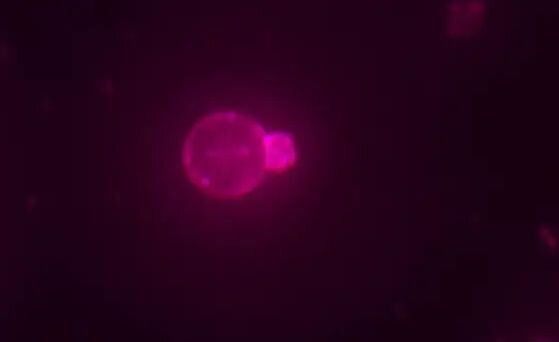 SpudCell, с червена мембрана, оцветена с липидно багрило. Кредит: Orion Venero, Adamala Lab