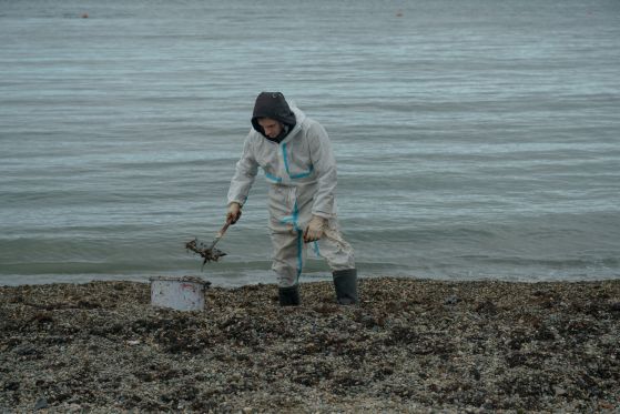 Доброволец разчиства замърсени с масло скали от плажа Високи Берег в Анапа. Снимка: Марина Сичева