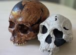 Тъмен и светъл черепи на човешки предци