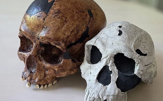 Тъмен и светъл черепи на човешки предци