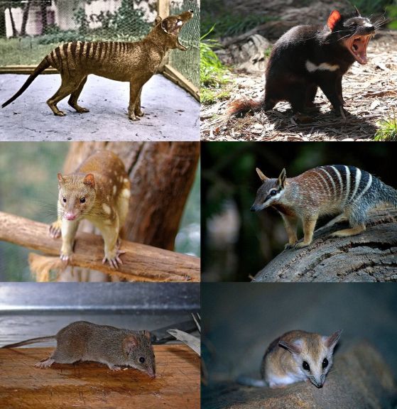 Представители на Dasyuromorphia