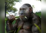 Парантроп на Бойс (Paranthropus boisei)