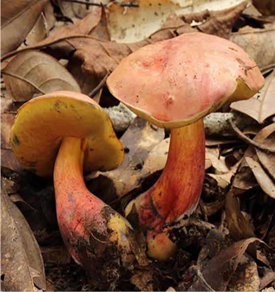 Lanmaoa asiatica.