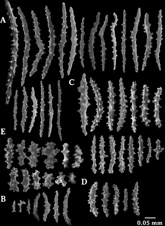 Laurinque elenya gen. et sp. nov., холотип, SEM микрографии