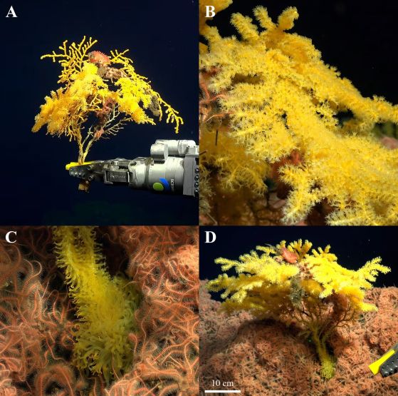 Колония Laurinque elenya, морфология на холотипа, in situ. A. Събиране на проби; B. Подробно описание на полипите; C. Удължени полипи в основата на колонията; D. Цялостна колония, лазерно гравирани точки на разстояние 10 см една от друга. Снимки, направени от ROV SuBastian.Кредит: ZooKeys