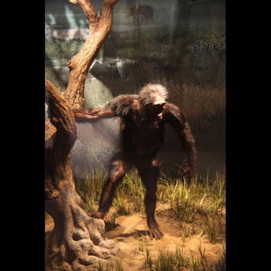 australopithecus afarensis