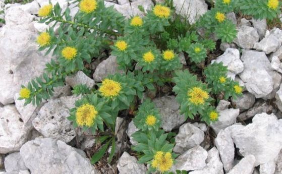 Rhodiola rosea