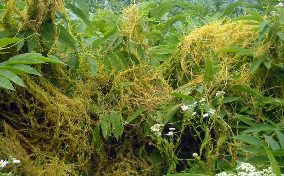 Cuscuta europaea (Европейска кукувича прежда) върху Sambucus ebulus. Кредит: Wikipedia Commons