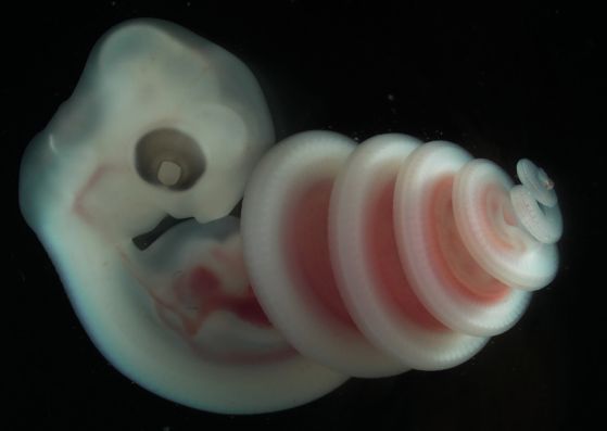 Ембрион на капска домашна змия (Boaedon capensis), един от над 900-те екземпляра, които са били част от изследването на навиването на змии.  Кредит: Raul Diaz, California State University Los Angeles