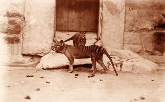 Двойка тилацини, мъжки и женски, около 1905 г.