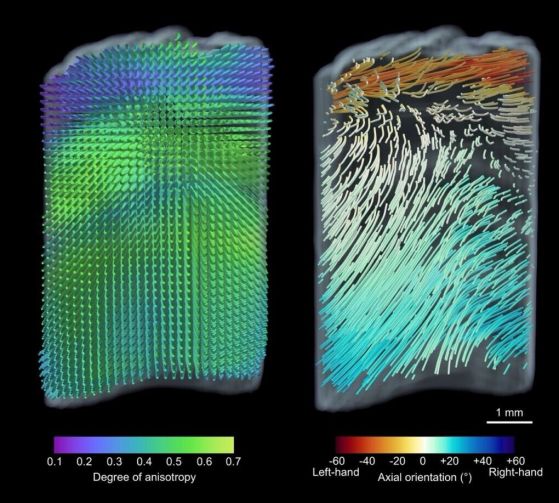 3D изображение, показващо как са разположени минерализираните колагенови фибрили.