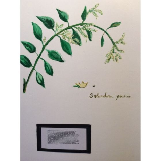 Salvadora persica.