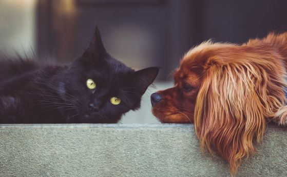куче и котка