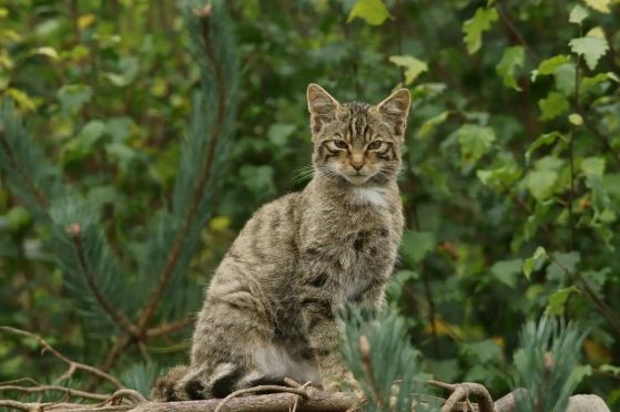 Дива котка.