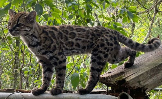 Leopardus tilcayo