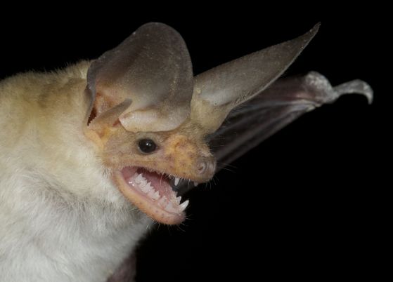 Antrozous pallidus from the U.S. Credit: Elizabeth Clare