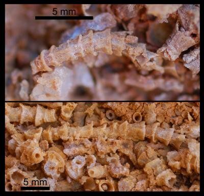 Добре запазени фосили на Cloudina carinata са открити в Естремадура. Кредит: Cortijo et al., CC BY 4.0.