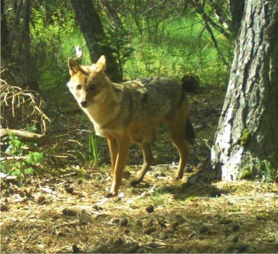 Първи документ на размножаването на златен чакал (Canis aureus) в Германия