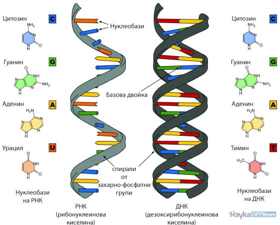 DNA vs RNA