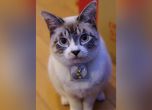 котка с измервателен инструмент на шията