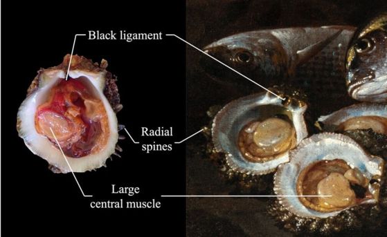Снимка на Spondylus gaederopus с анатомични детайли (снимкa: Tripadvisor) Кредит: Louise Merquiol et al.; https://doi.org/10.1371/journal.pone.0356273