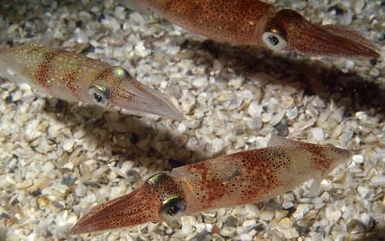 Дългоопашати крайбрежни калмари (Dorytheuthis pealeii). Кредит: Roger Hanlon/Marine Biological Laboratory