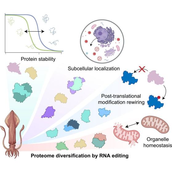 Графично резюме на изследването. Кредит: Moen et al., Cell, 2026