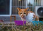 котка с паничка храна
