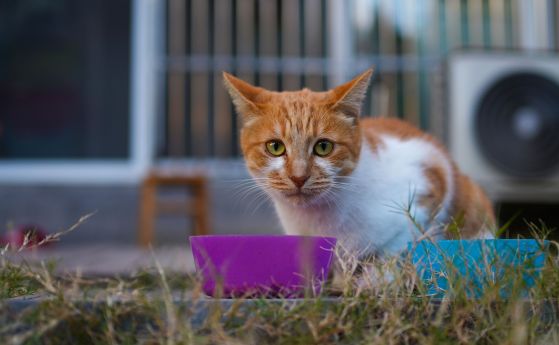 котка с паничка храна