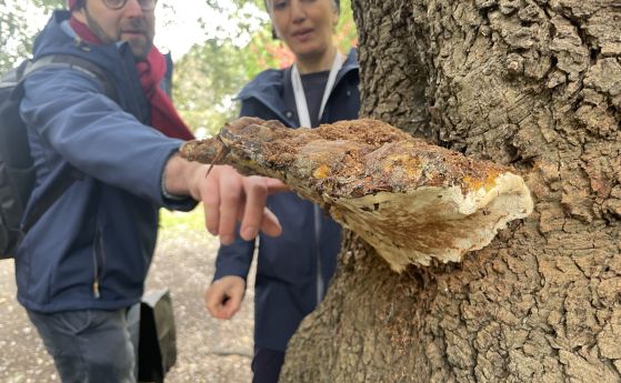 двама учени изследват екземпляр от гъба върху дърво