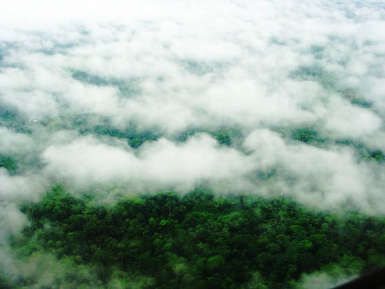 След около 20 години половината гори на планетата ще започнат да отделят въглероден диоксид