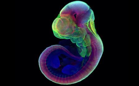 Учени отглеждат ембриони на мишки в изкуствена матка