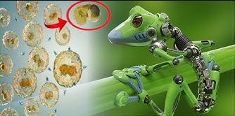 Роботи, създадени от клетки на жаби, могат да усещат заобикалящата ги среда