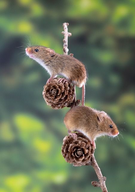 Учени създадоха мозъчни импланти, каращи мишките да стават приятели